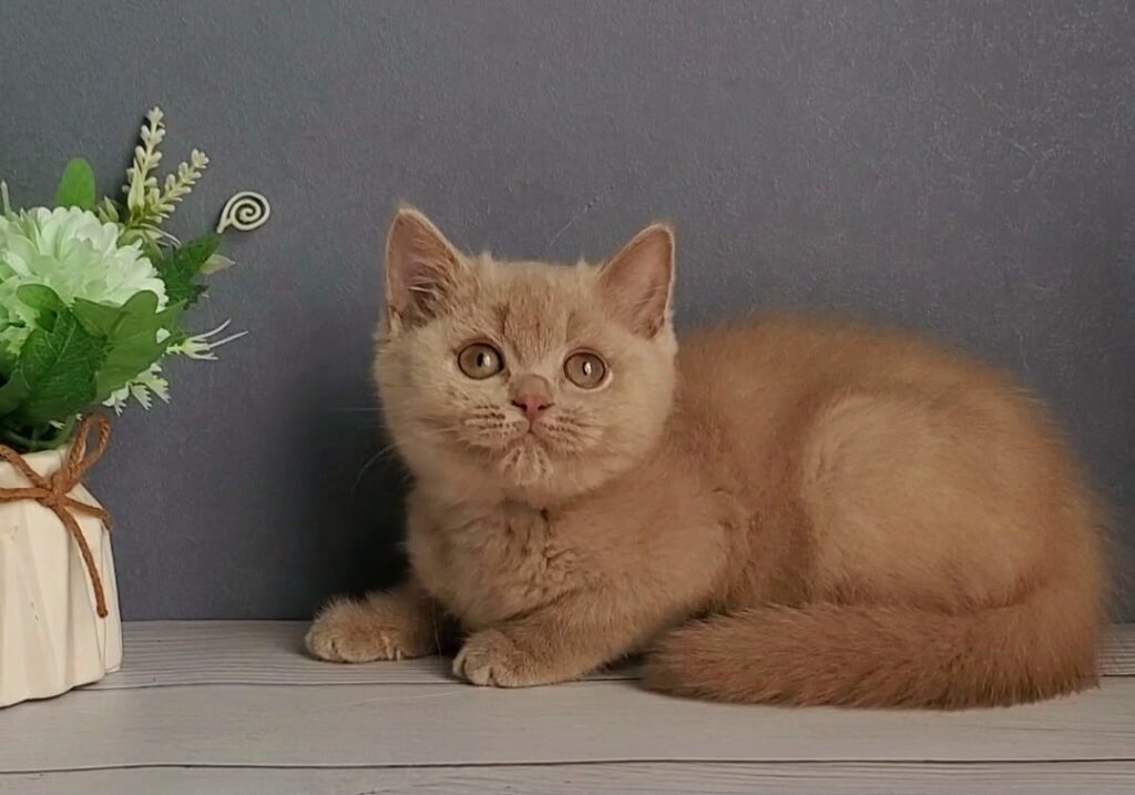 Feya – Female