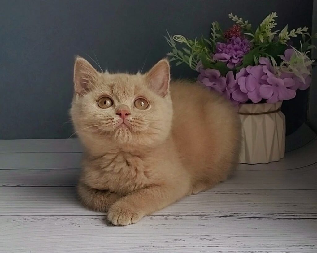 Feya – Female
