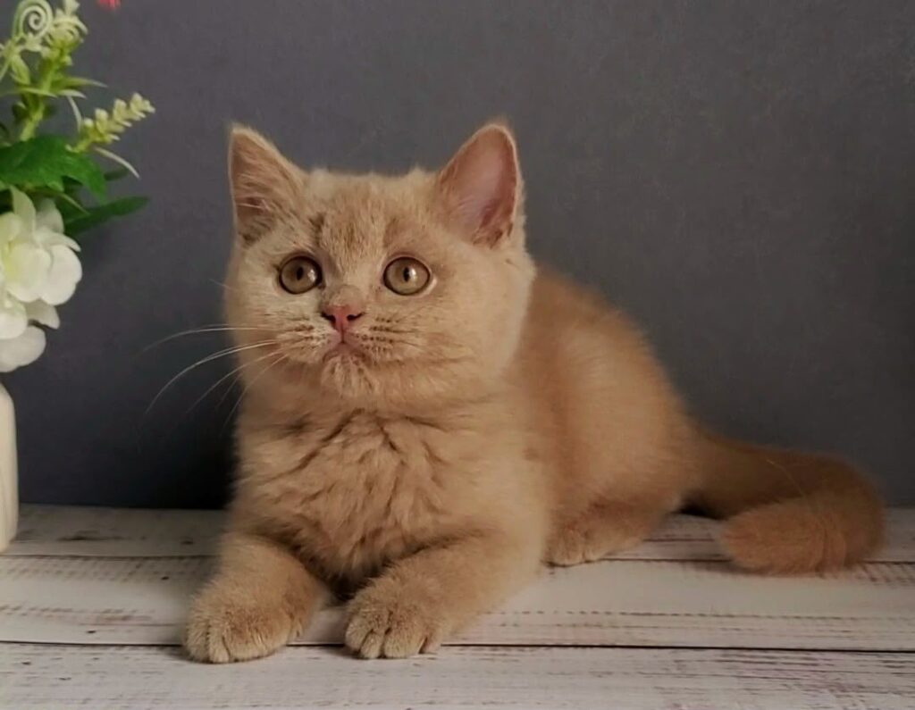 Feya – Female