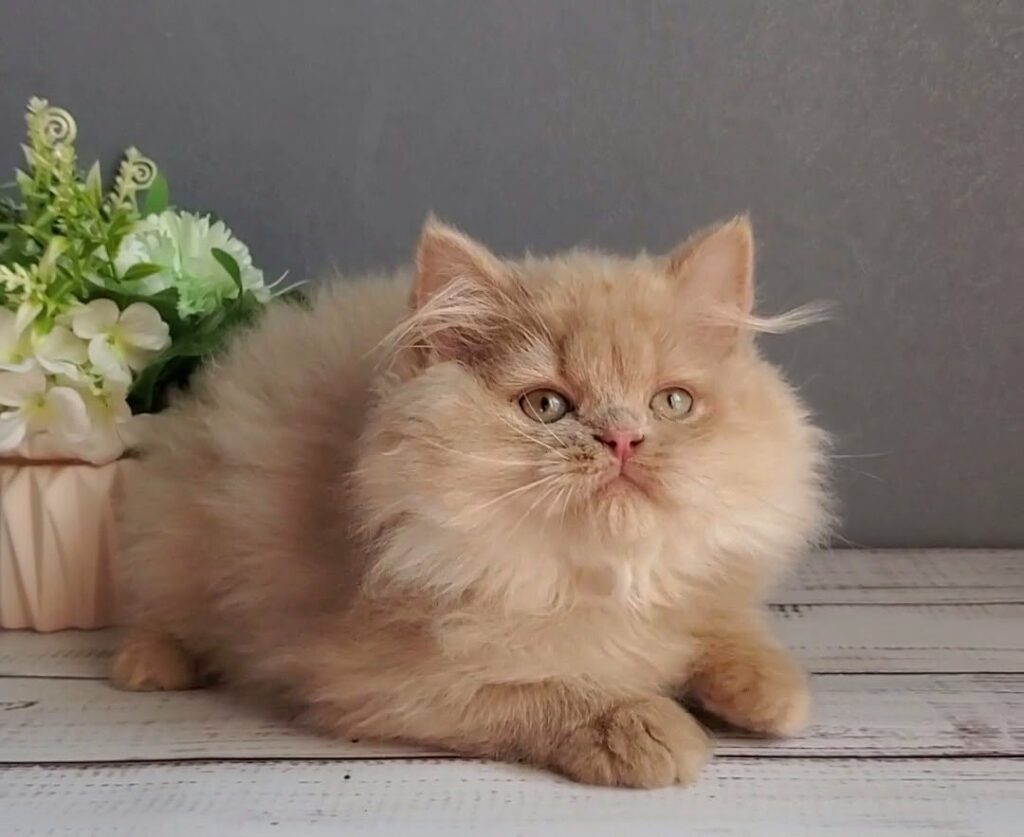 Felix – Male