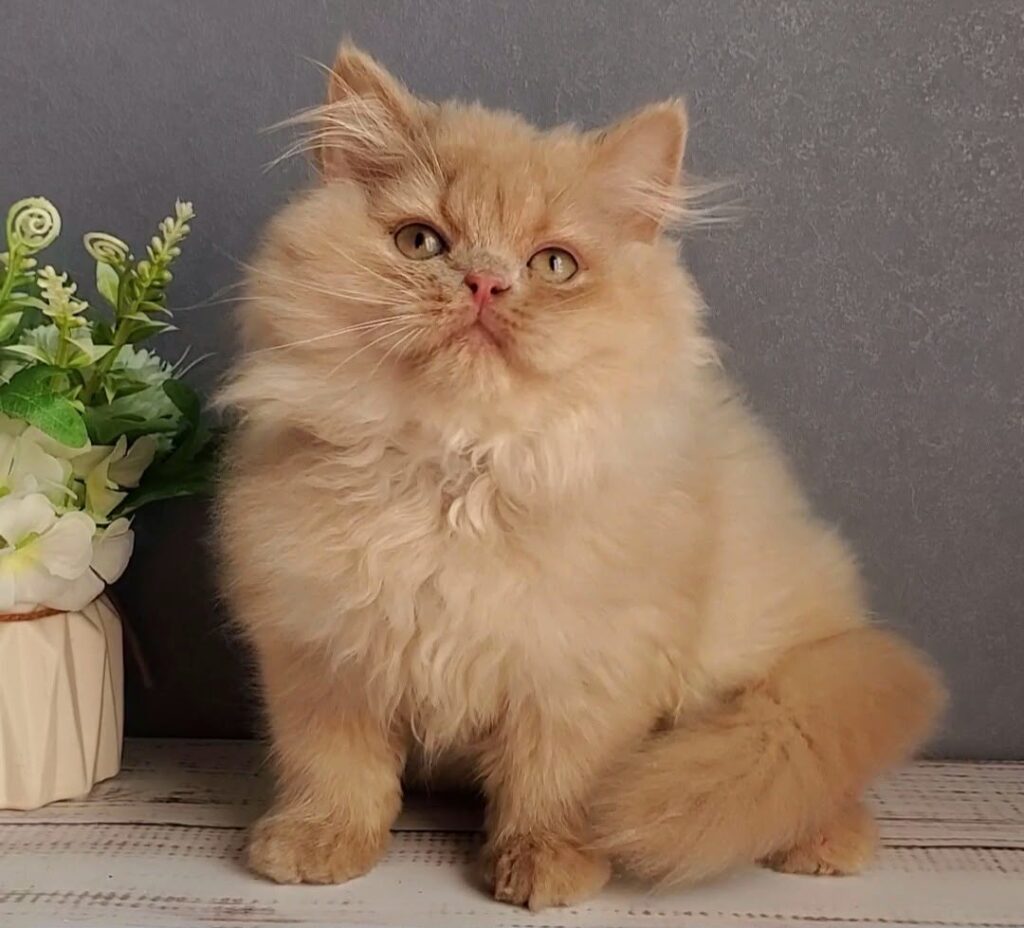 Felix – Male