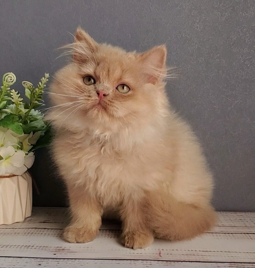 Felix – Male