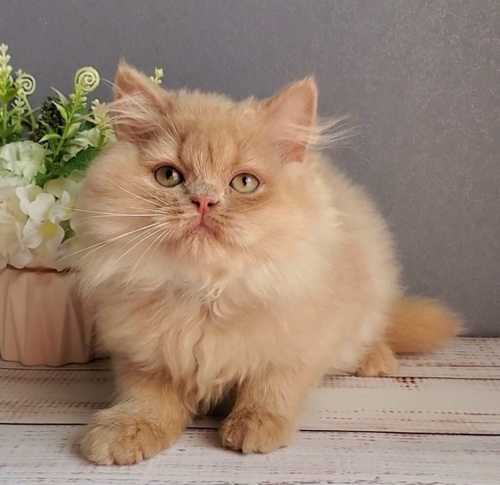 Felix – Male