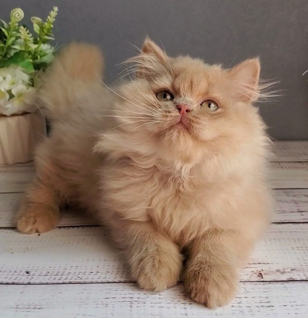 Felix – Male