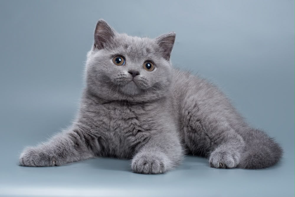 Roxy – Female
