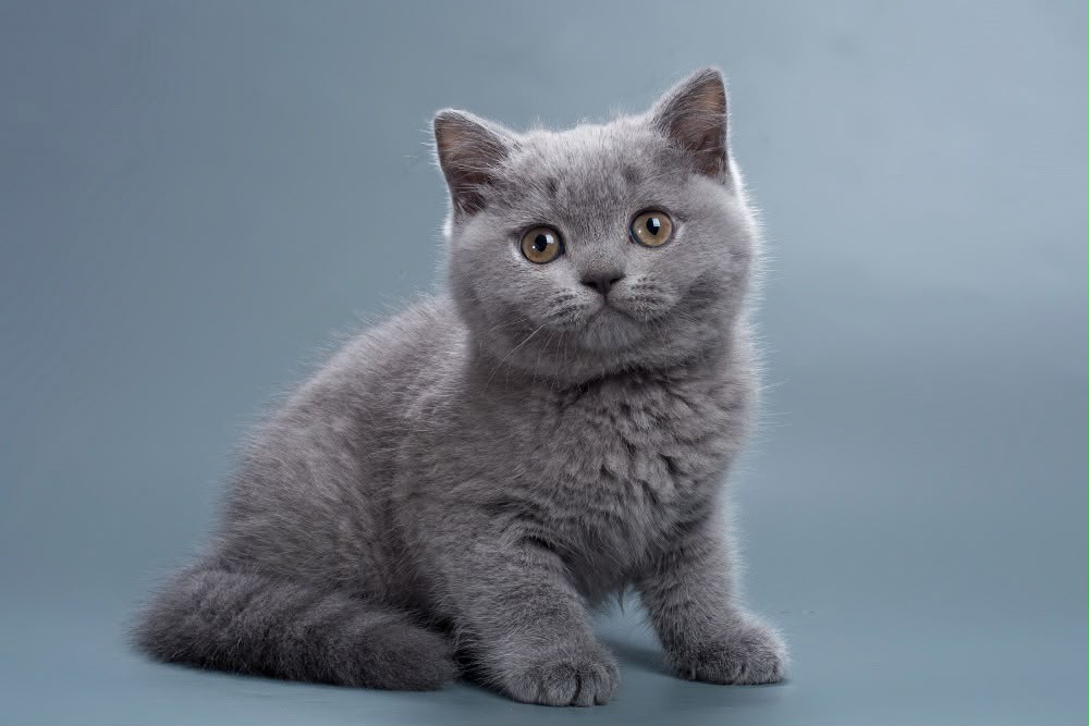Roxy – Female