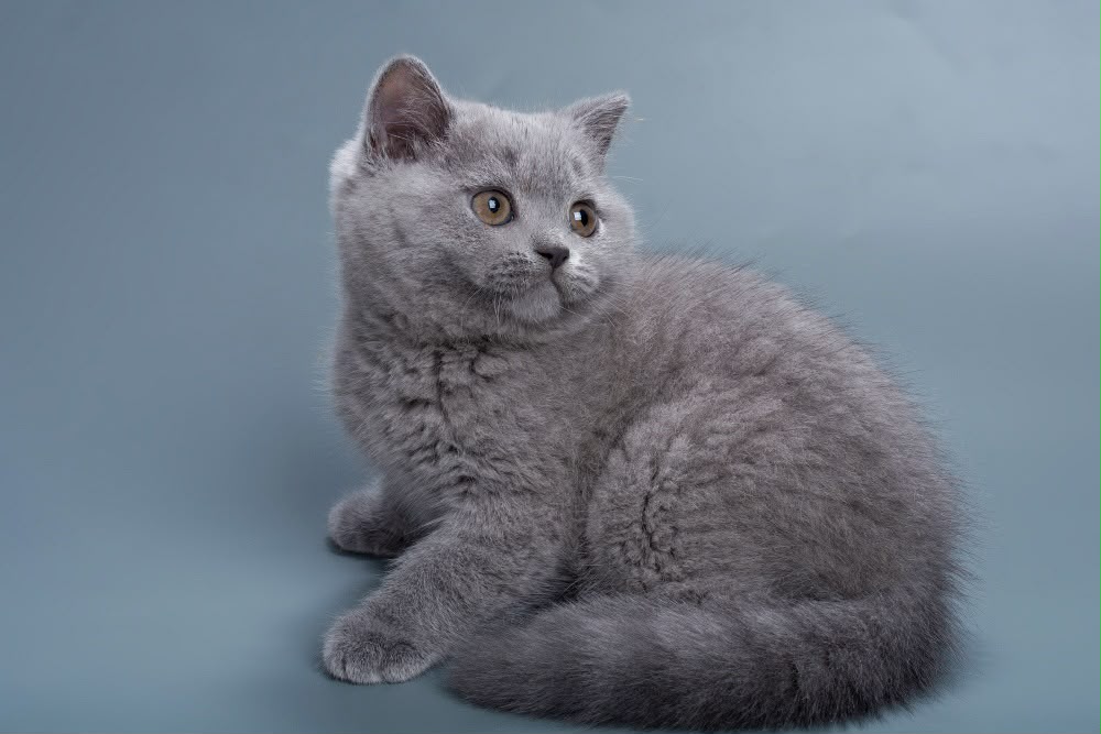Roxy – Female