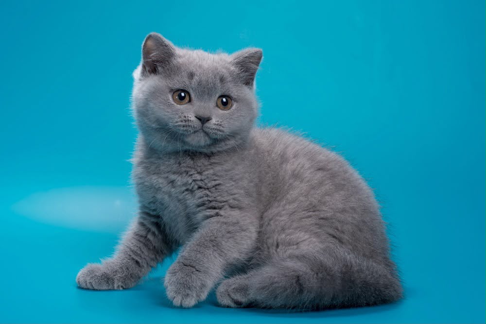 Roxy – Female