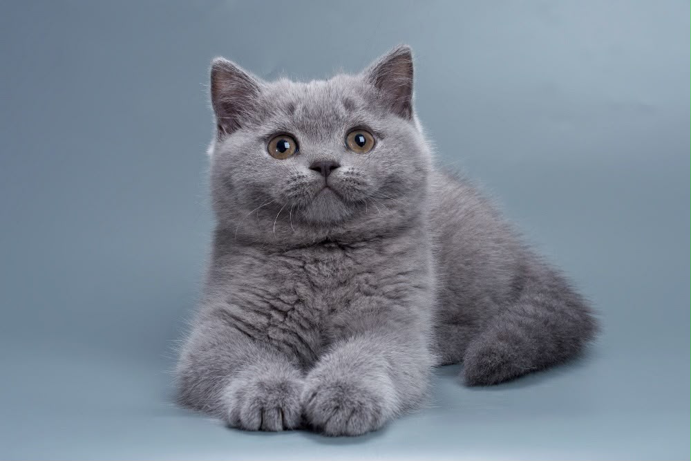 Roxy – Female