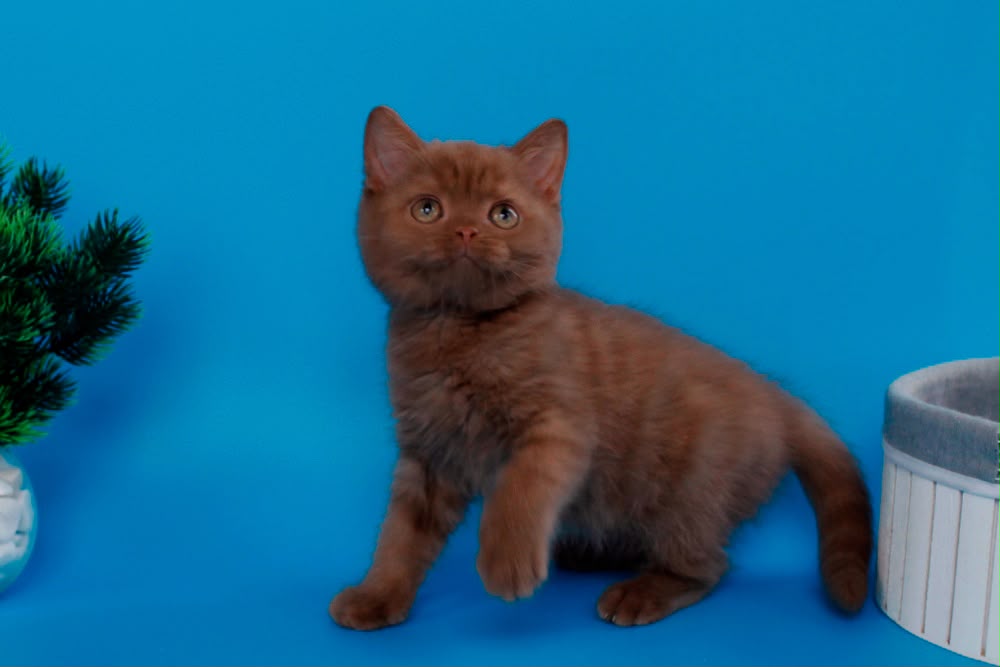 Colin – Male