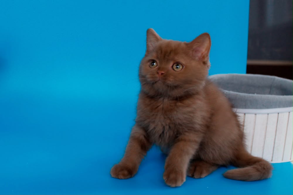 Colin – Male