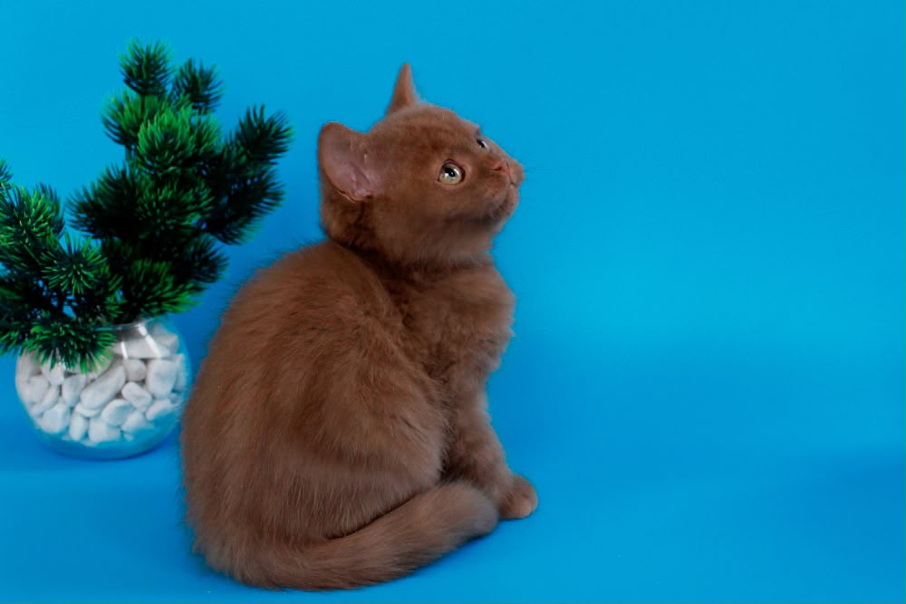 Colin – Male