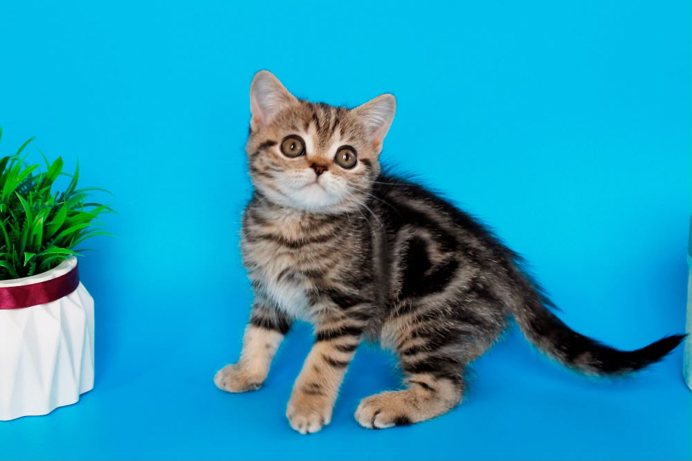 Feride – Female