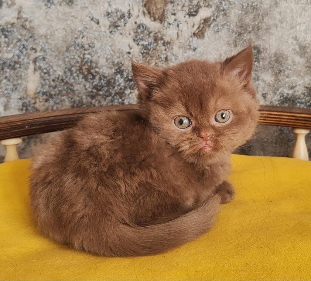 Barney – Male