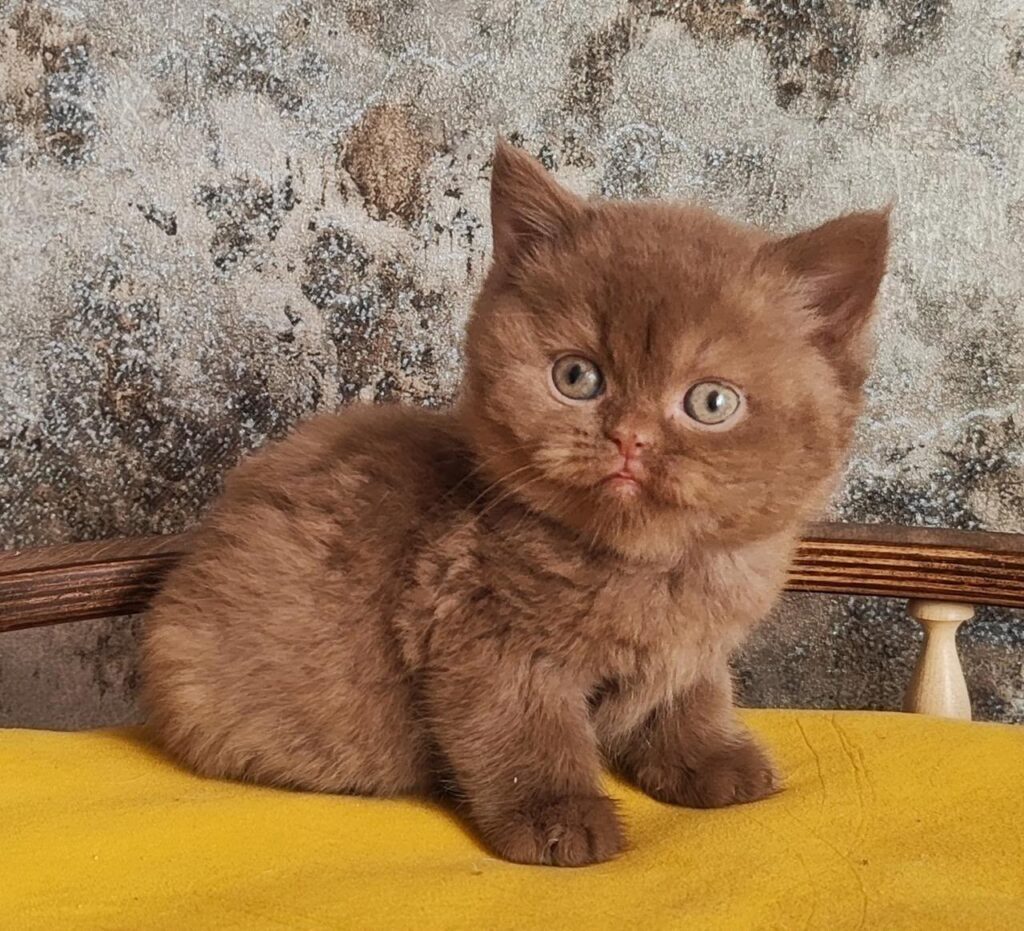 Barney – Male