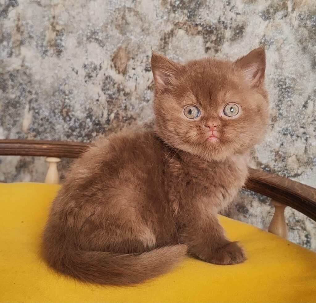 Barney – Male