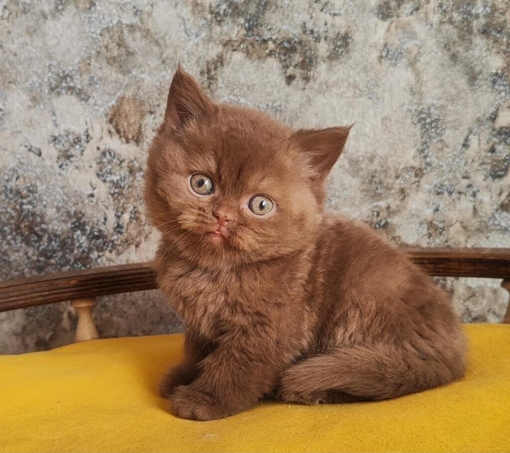 Barney – Male