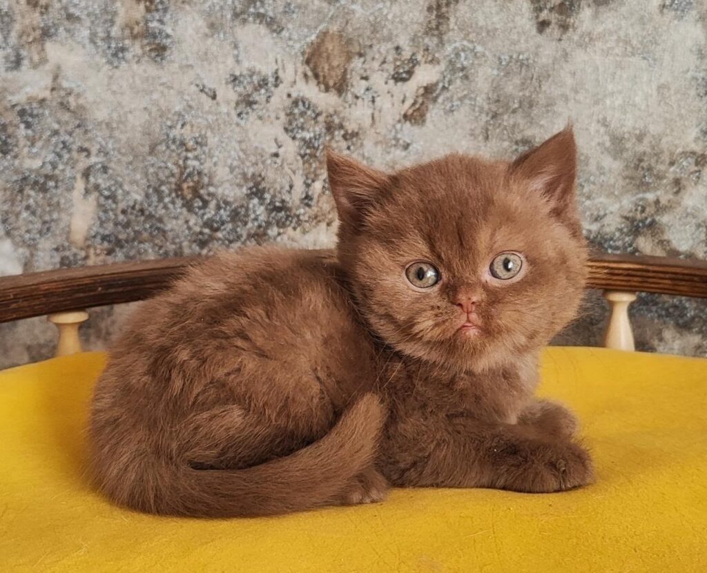 Barney – Male