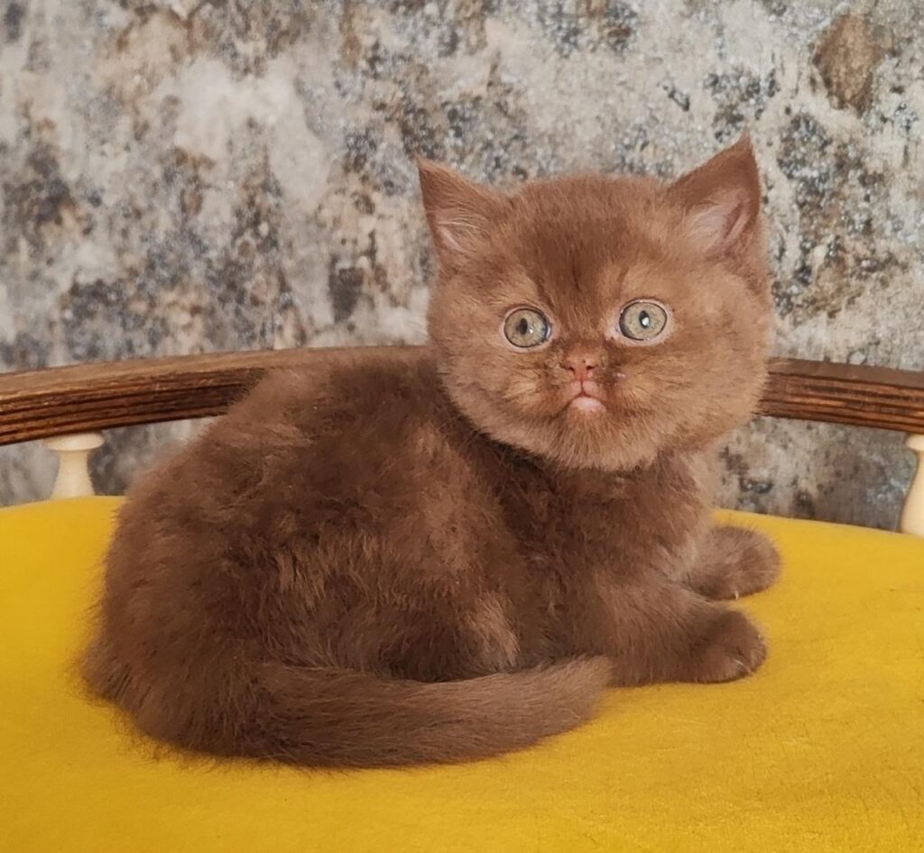 Barney – Male