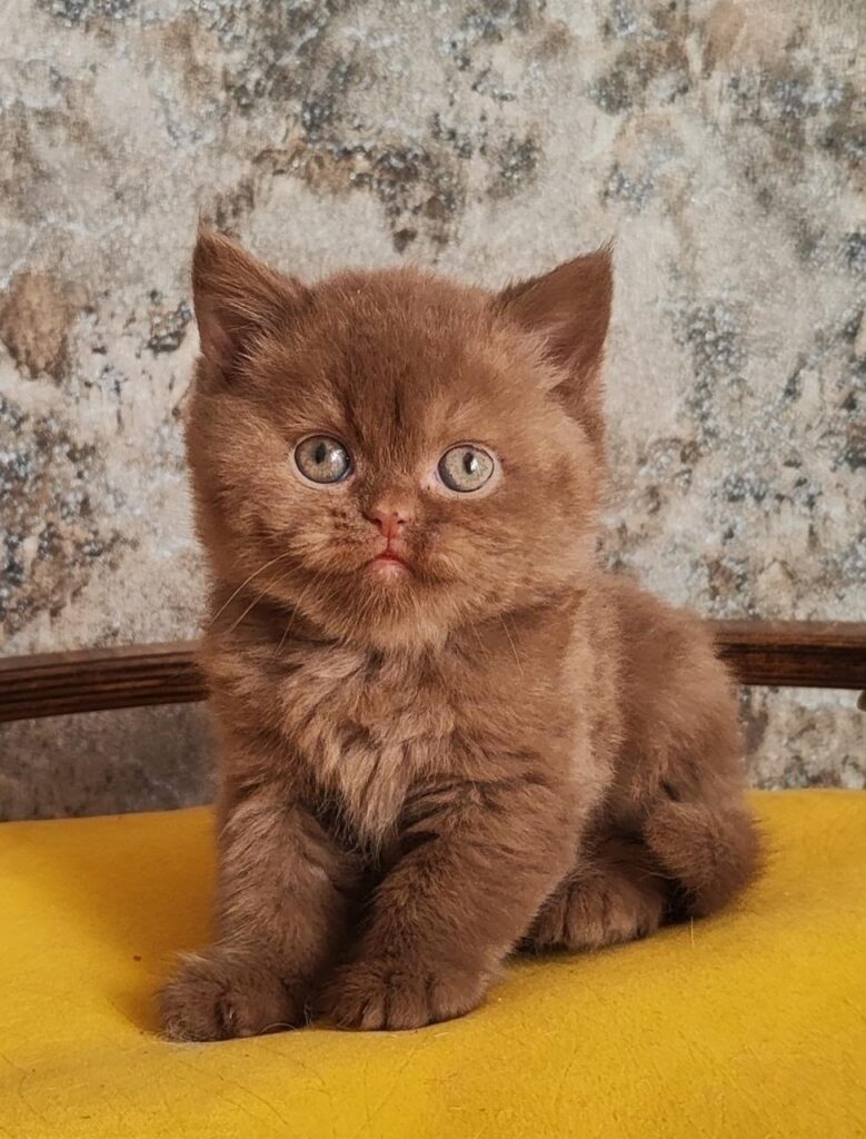 Barney – Male