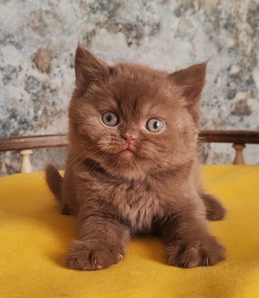Barney – Male