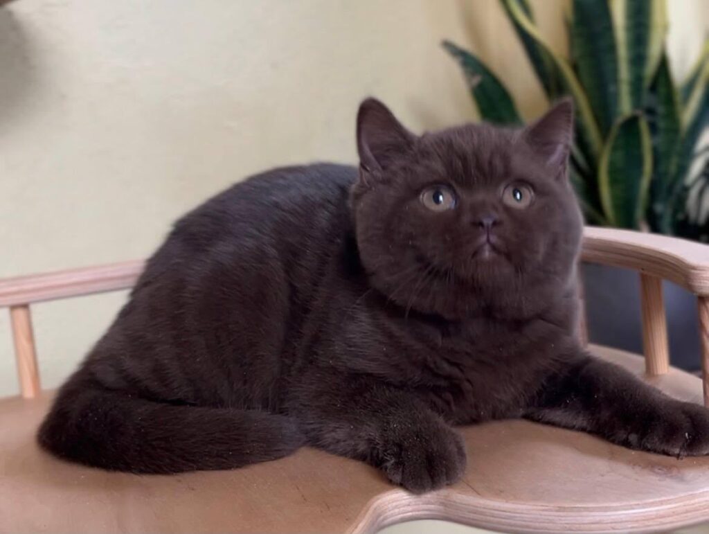 Edem – Male