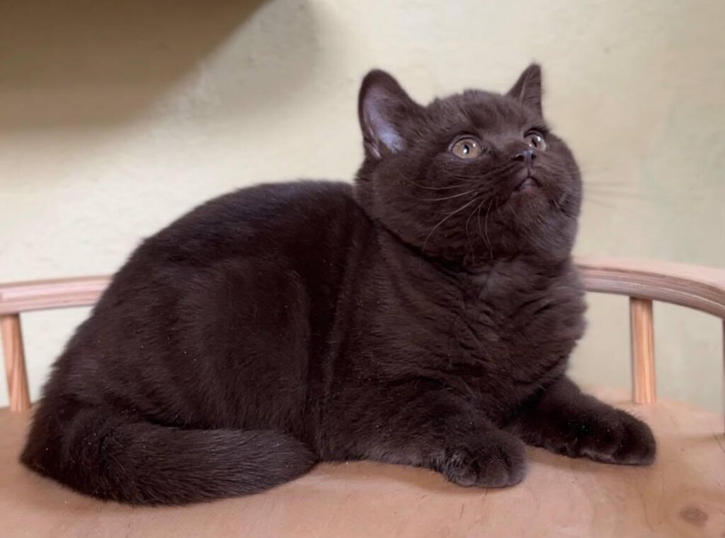 Edem – Male