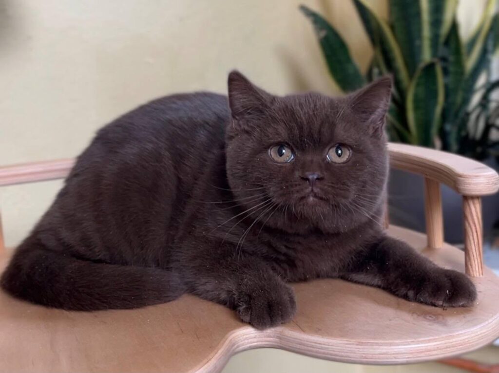 Edem – Male