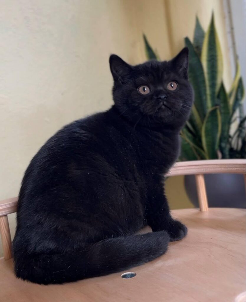 Eros – Male