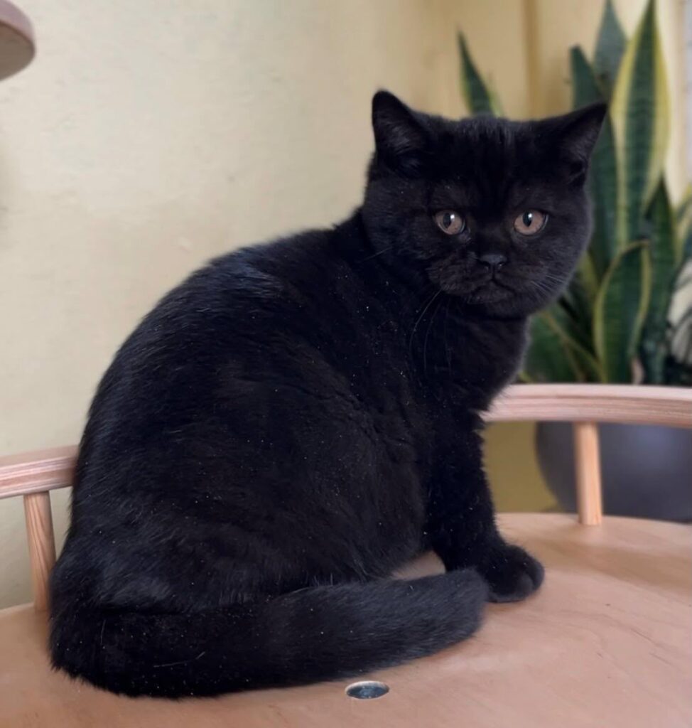Eros – Male