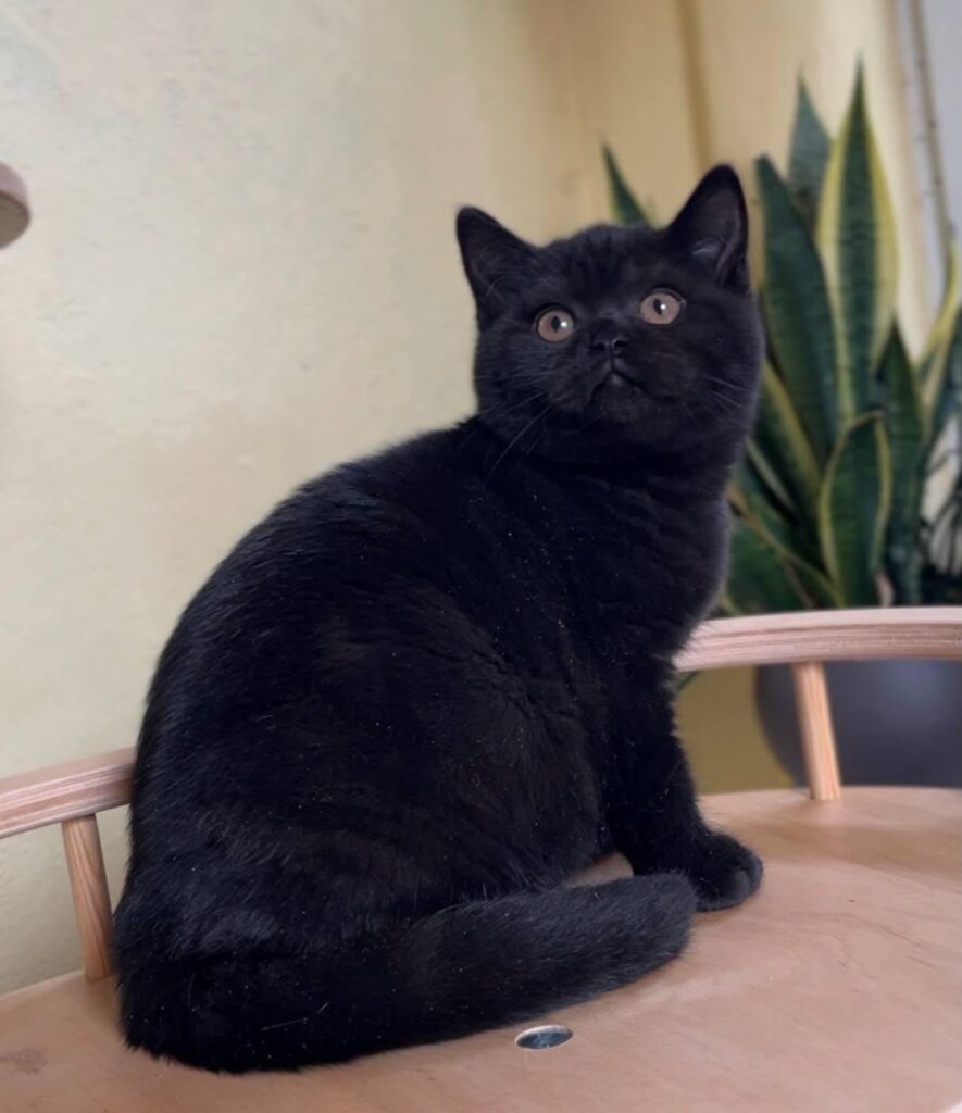 Eros – Male