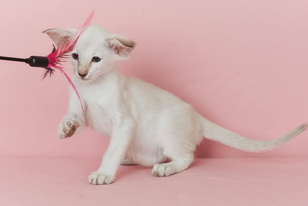 Xiaomi – Female