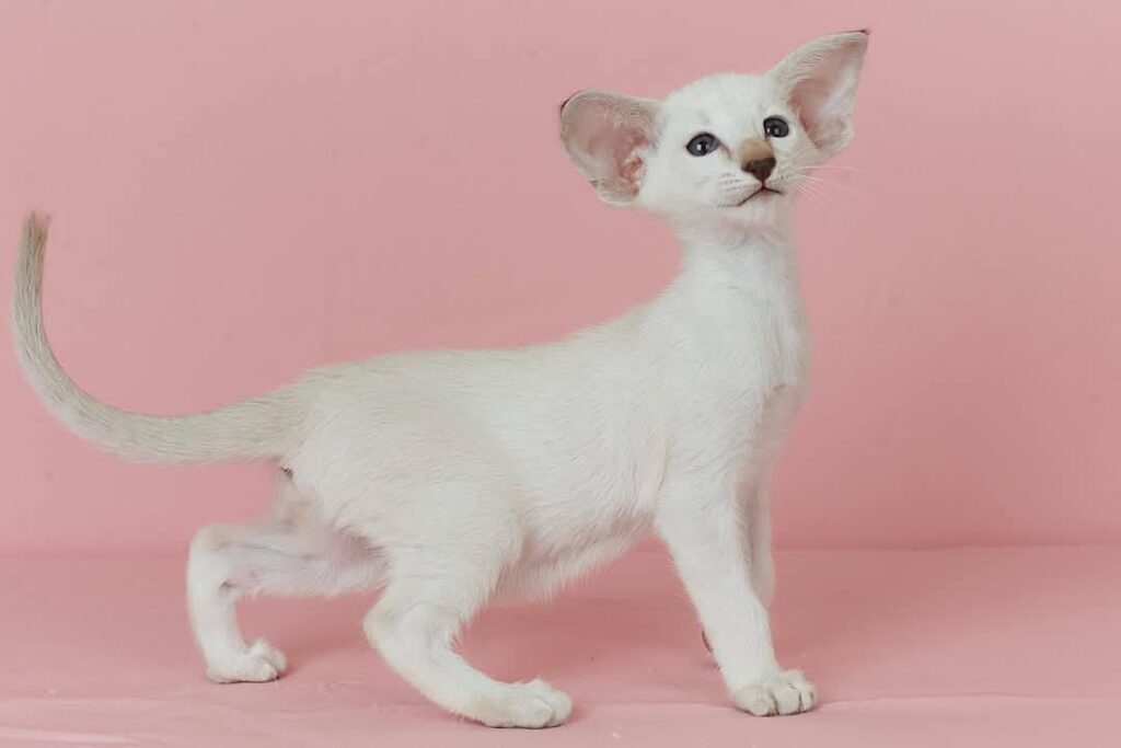 Xiaomi – Female