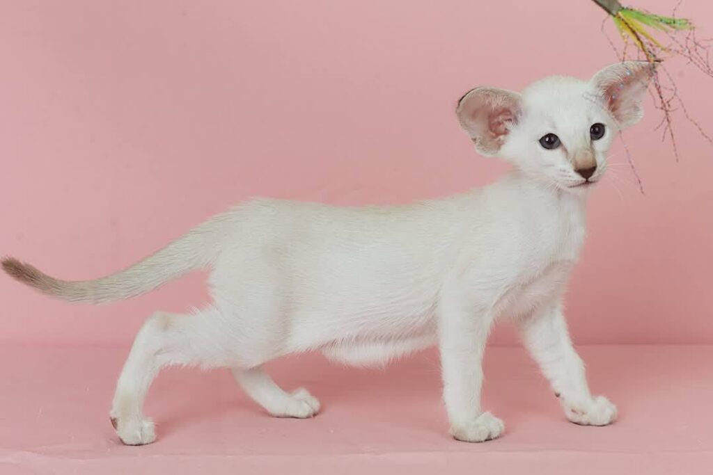 Xiaomi – Female