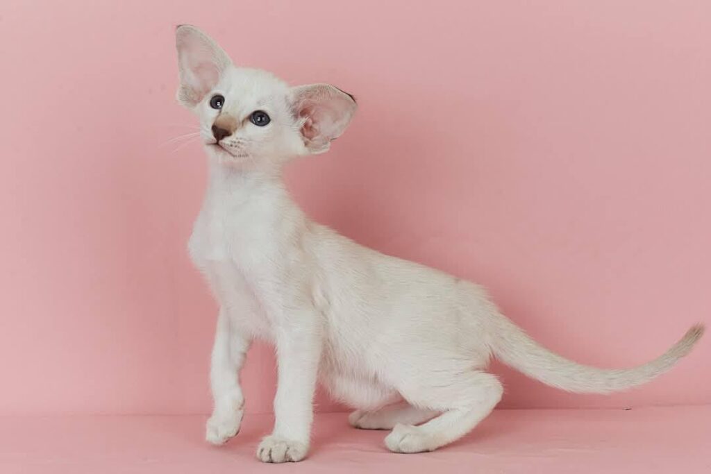 Xiaomi – Female
