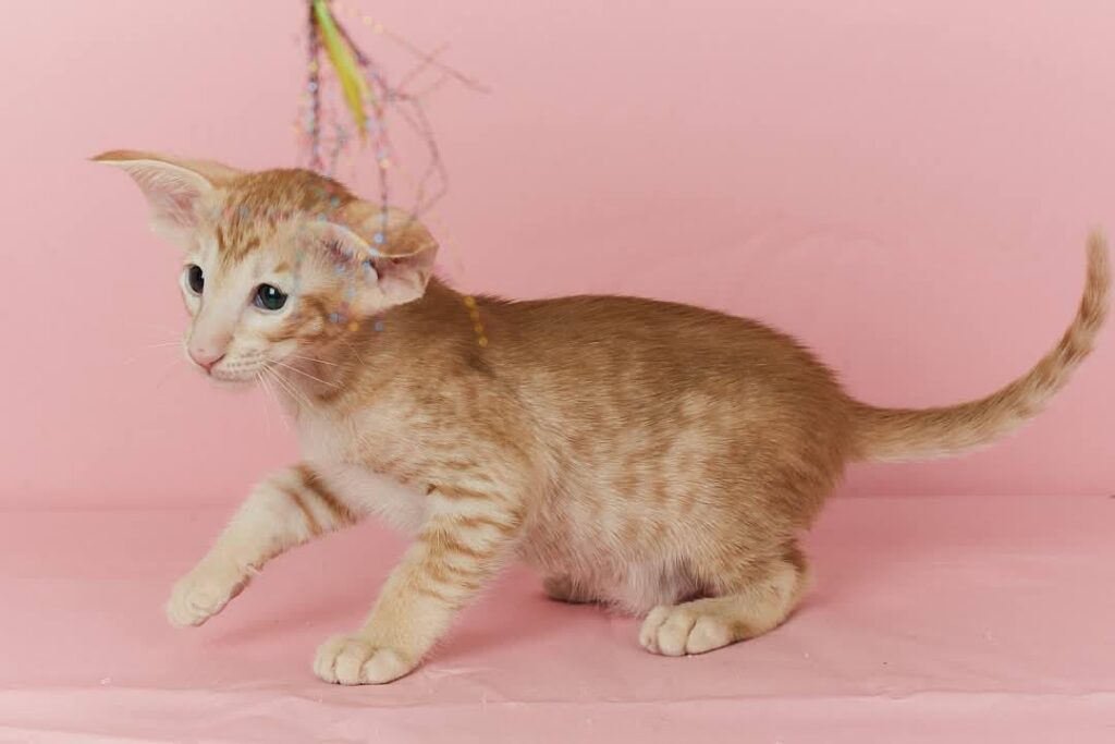 Xenon – Male
