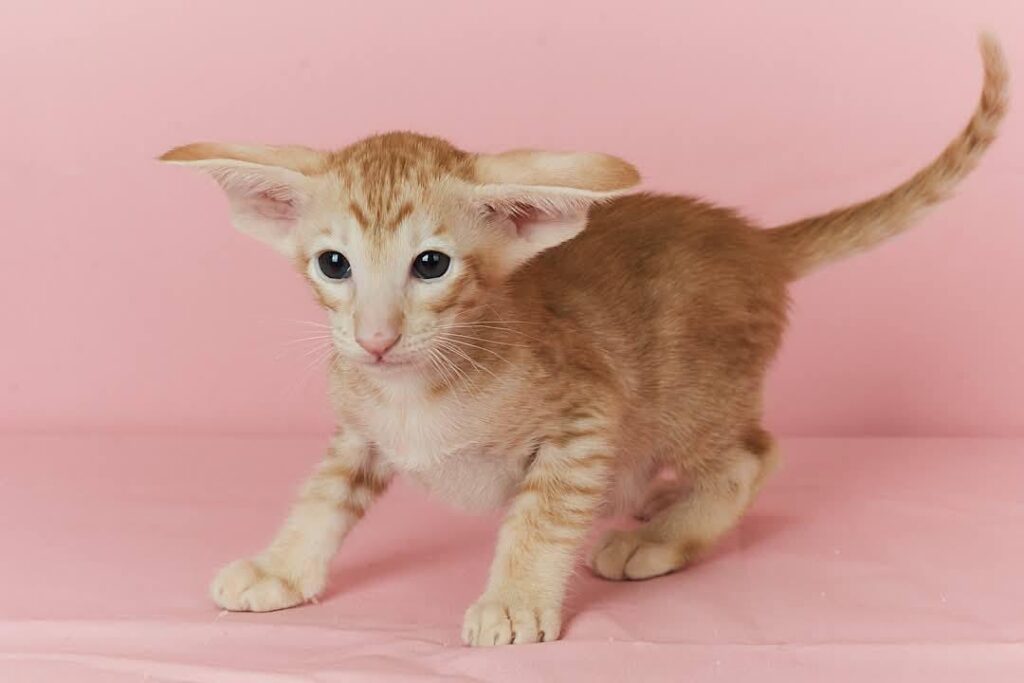 Xenon – Male
