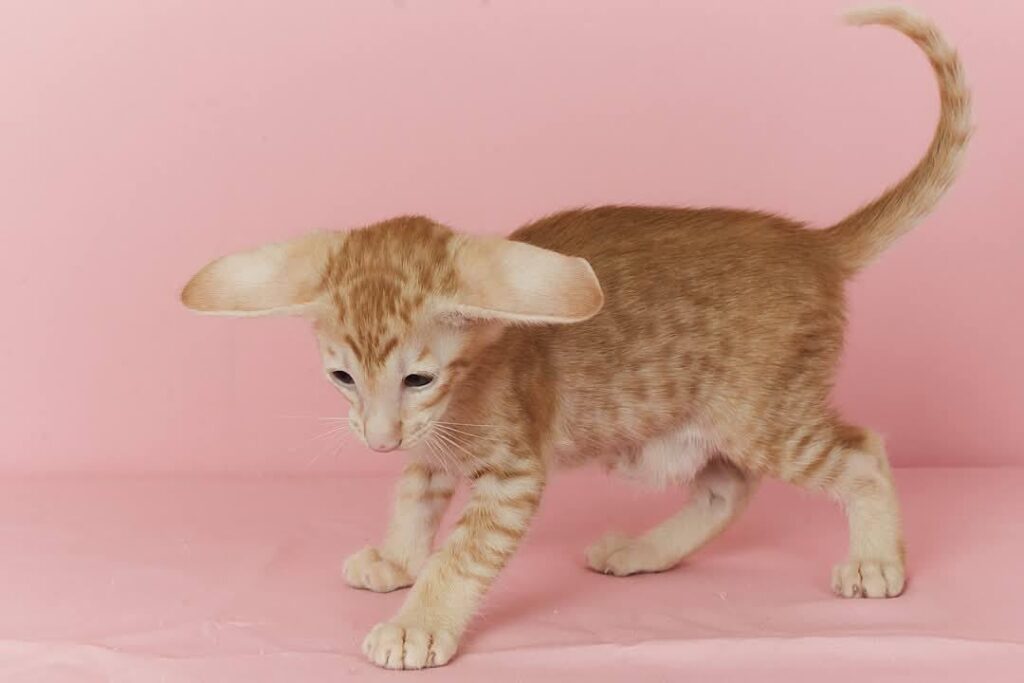 Xenon – Male