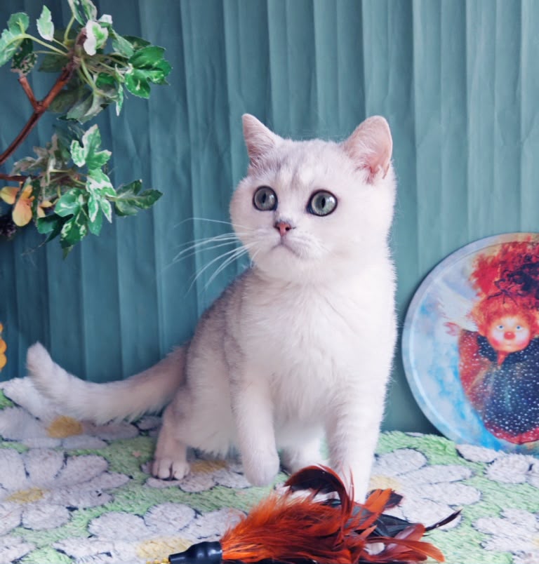 Felix – Male