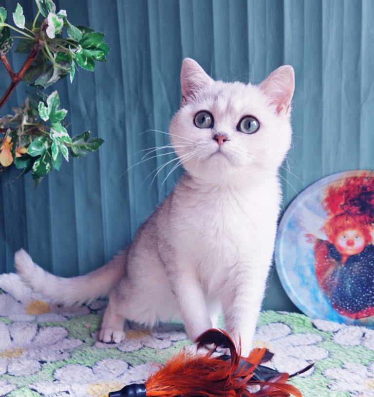 Felix – Male