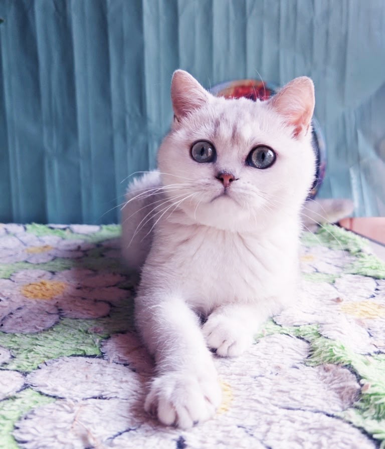 Felix – Male